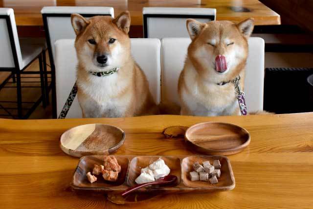 ご飯を待つ2匹の犬