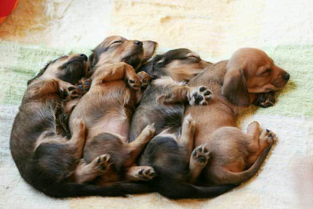 並んで寝ている5匹の子犬