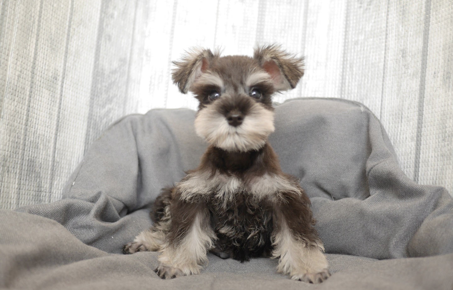 シュナウザーの子犬