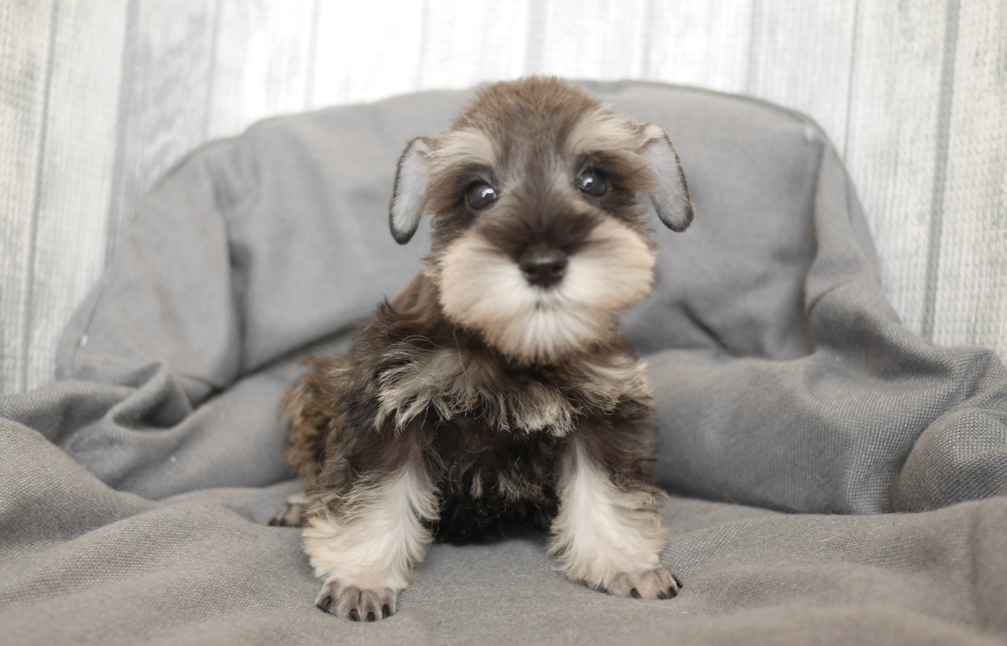 シュナウザーの子犬