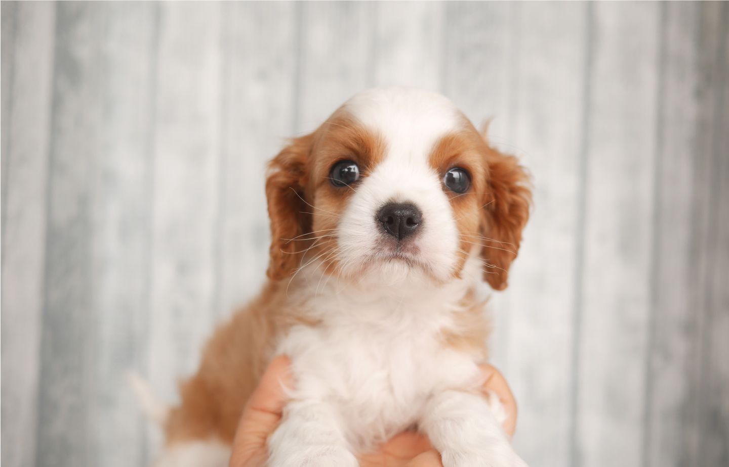 キャバリアの子犬