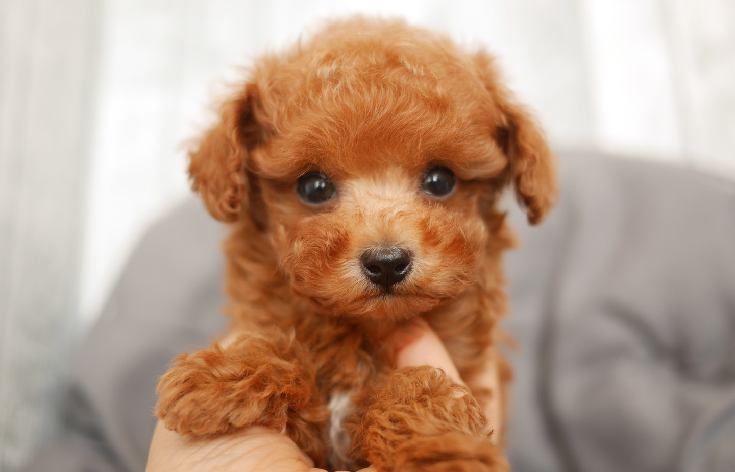 トイプードルの子犬