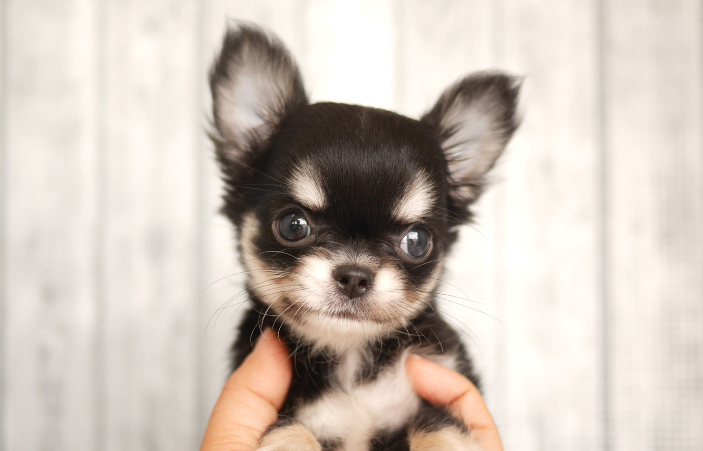 チワワの子犬