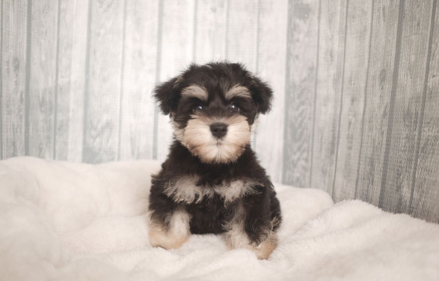 プードルの子犬