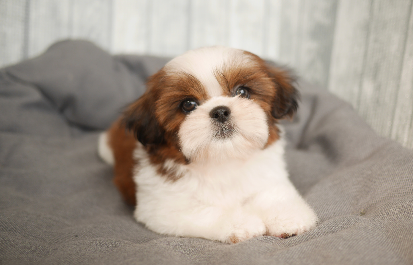 シーズーの子犬