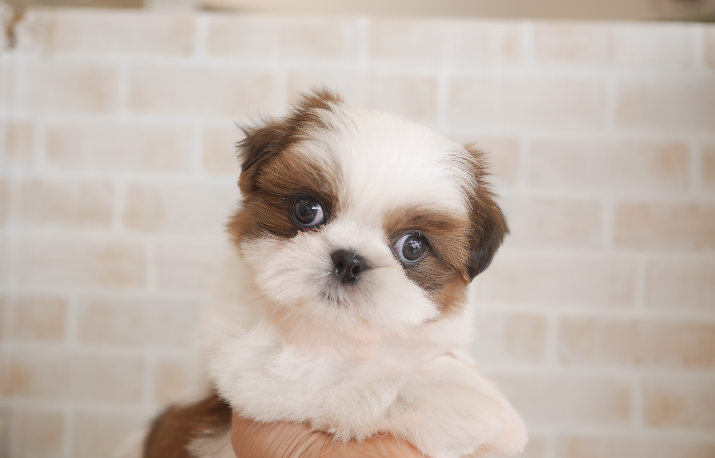 シーズーの子犬