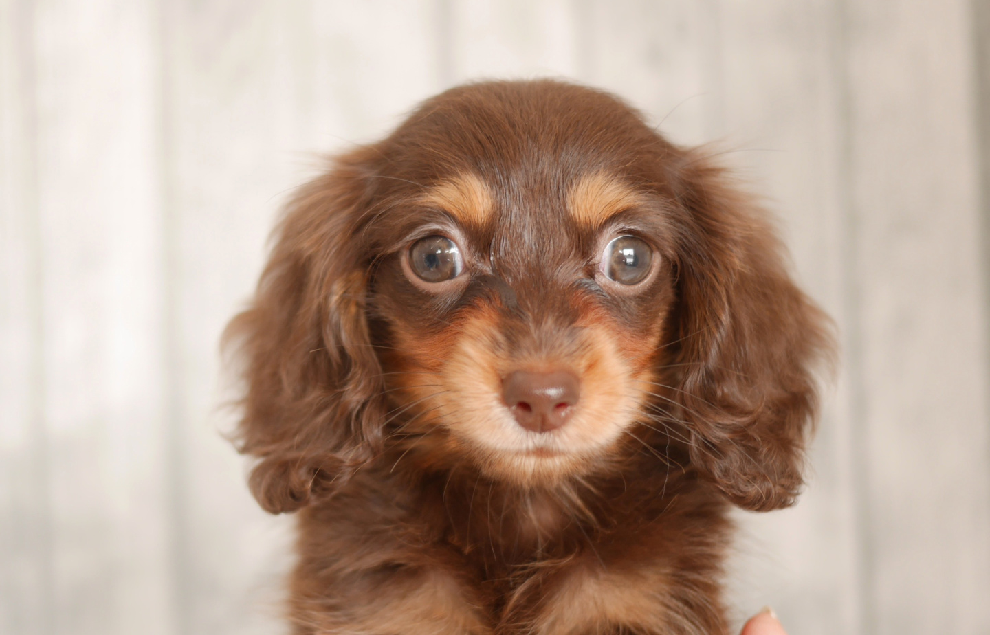 プードルの子犬