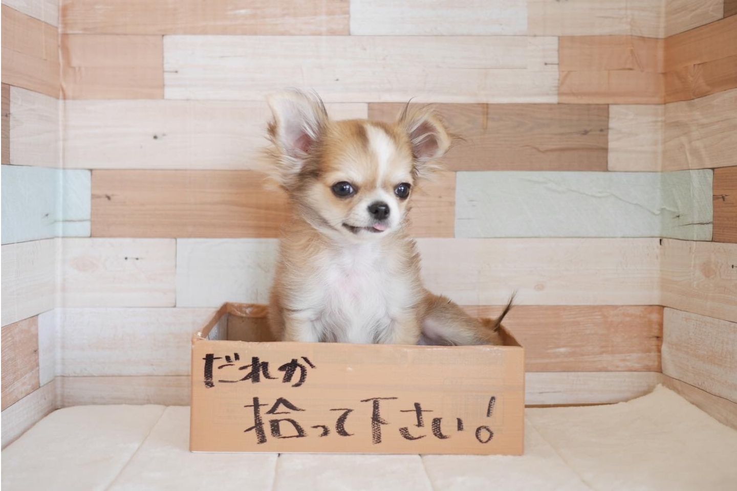 犬