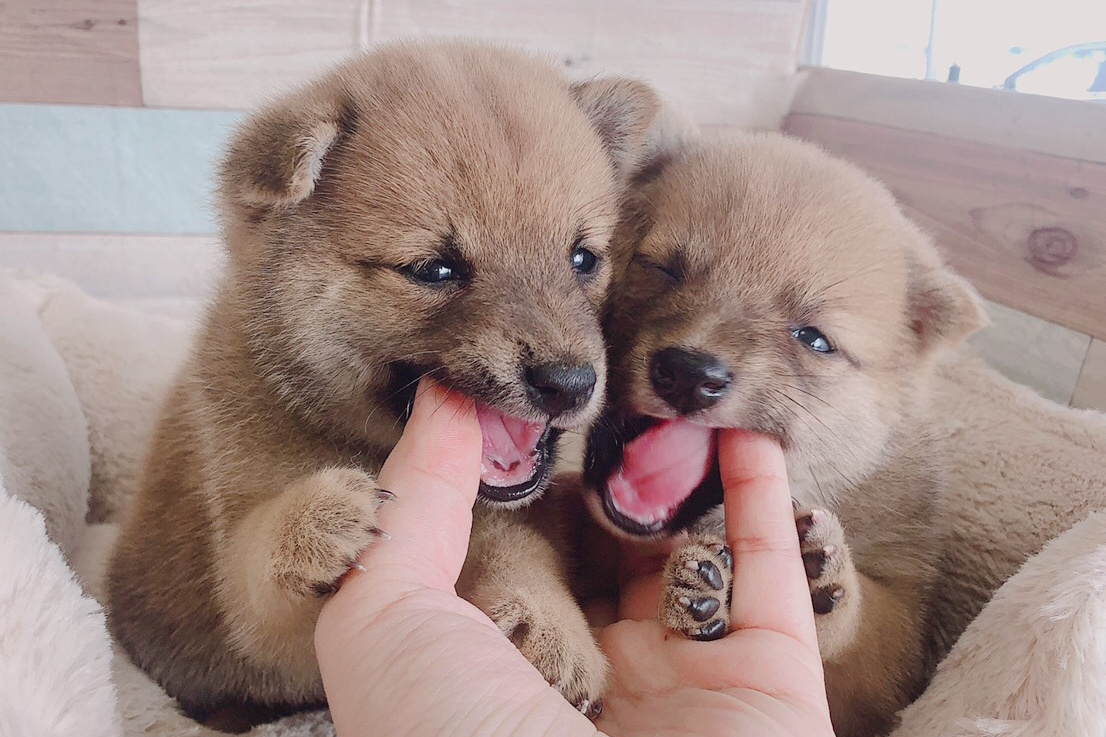 キスする犬