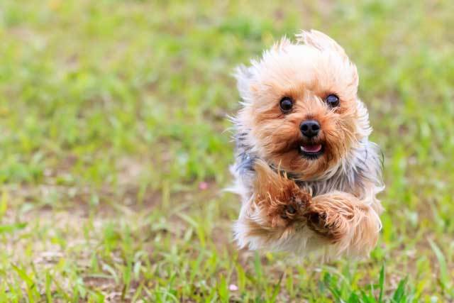 飛んでいる犬