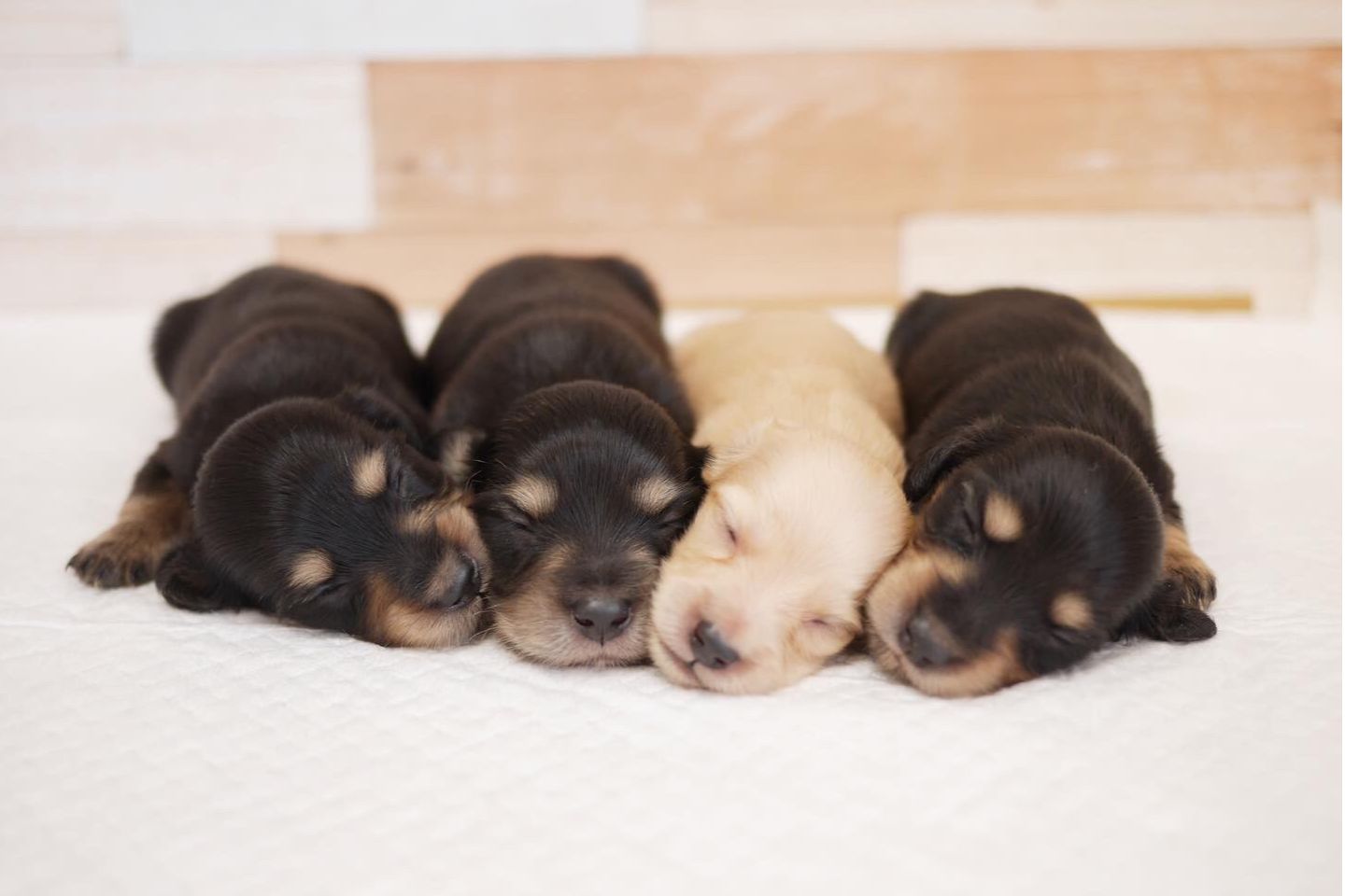 歩く犬