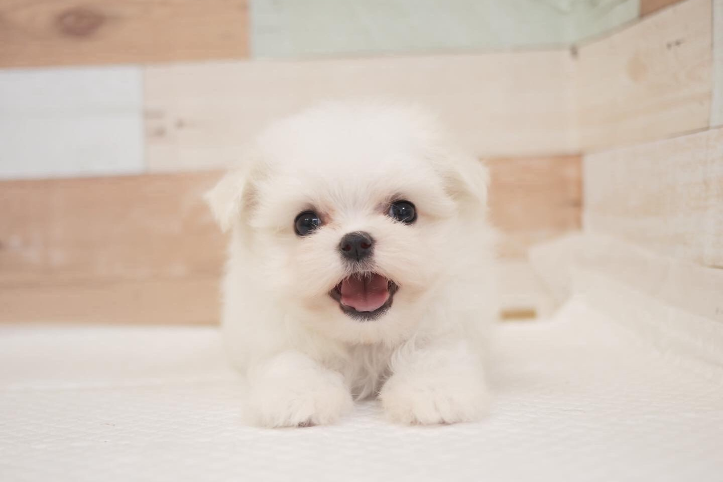笑う犬