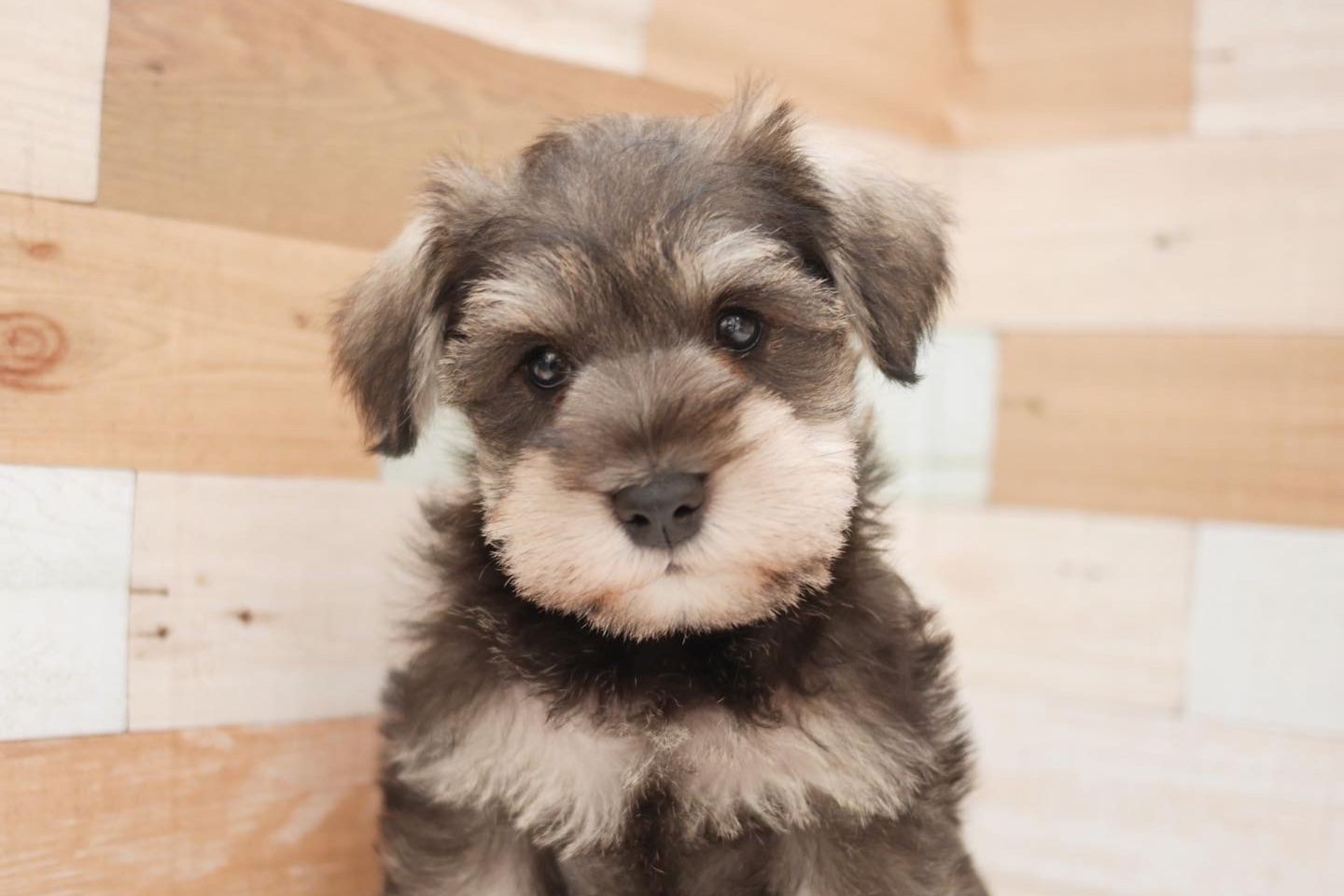 正面を見ている犬