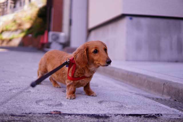 佇む犬