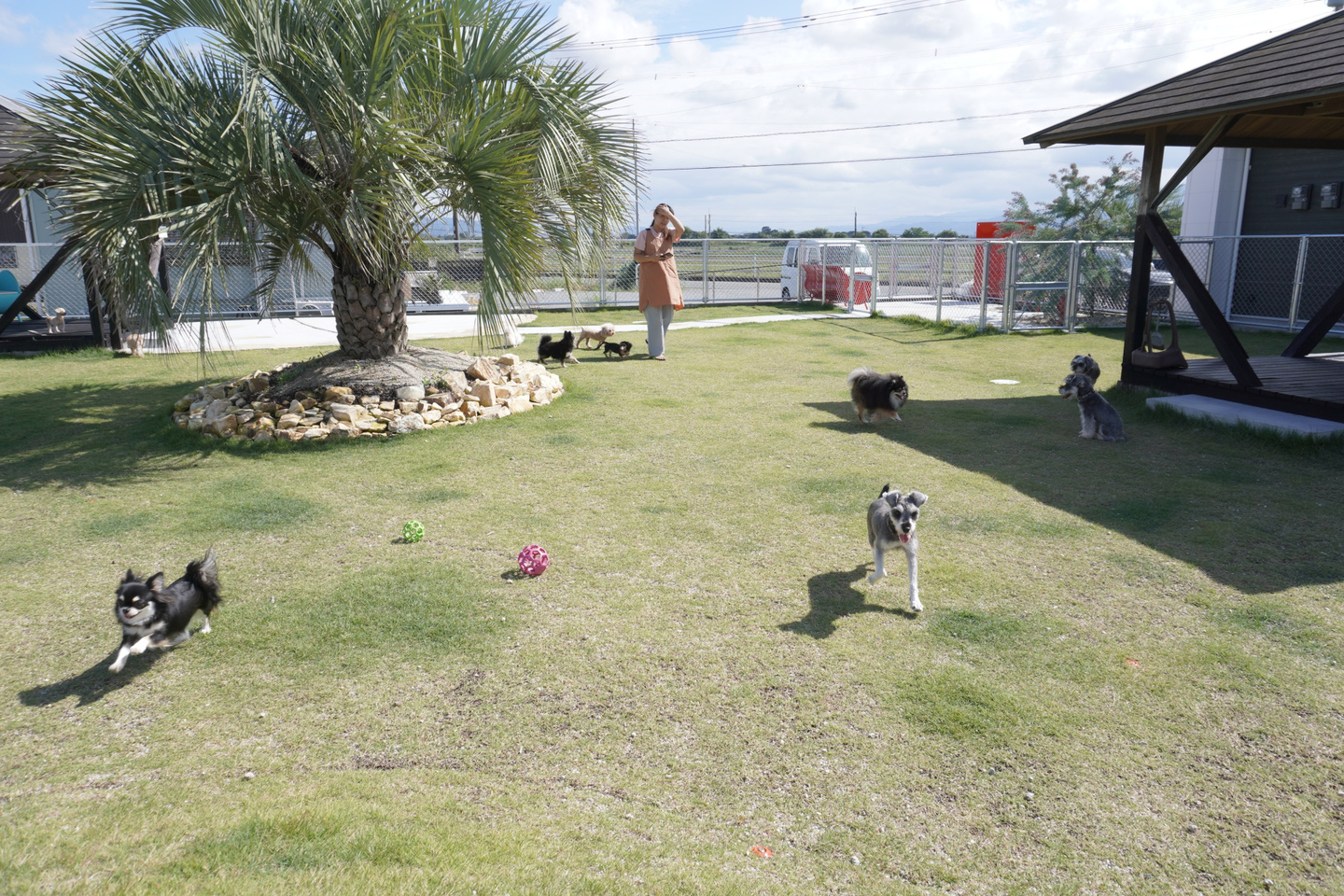 5匹の寝ている子犬