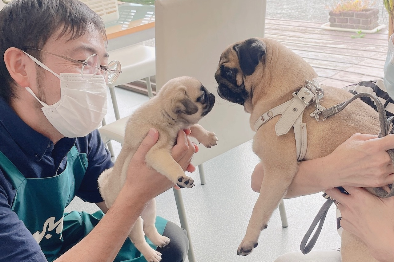 並んで寝ている5匹の子犬