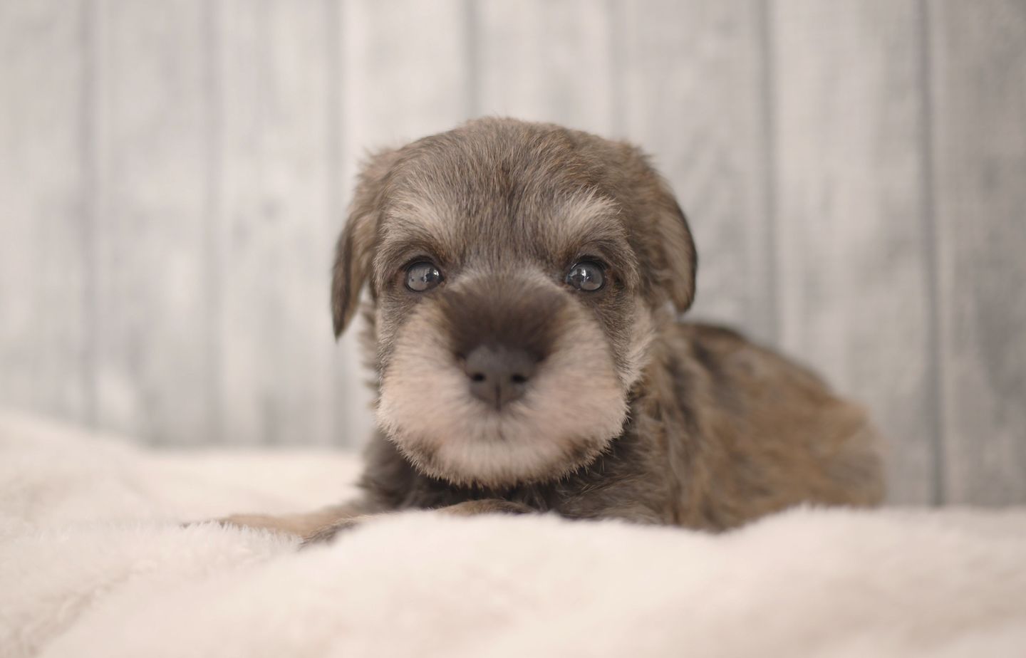 シュナウザーの子犬