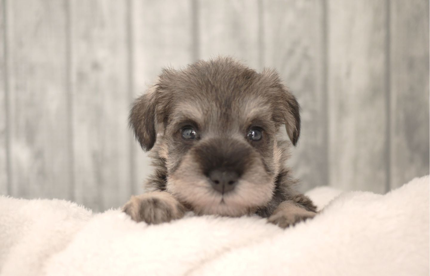 シュナウザーの子犬