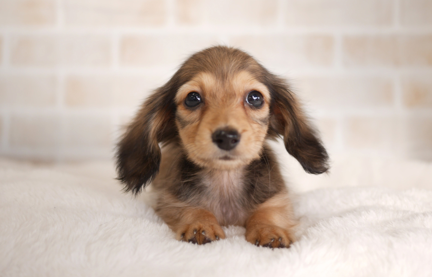 シュナウザーの子犬