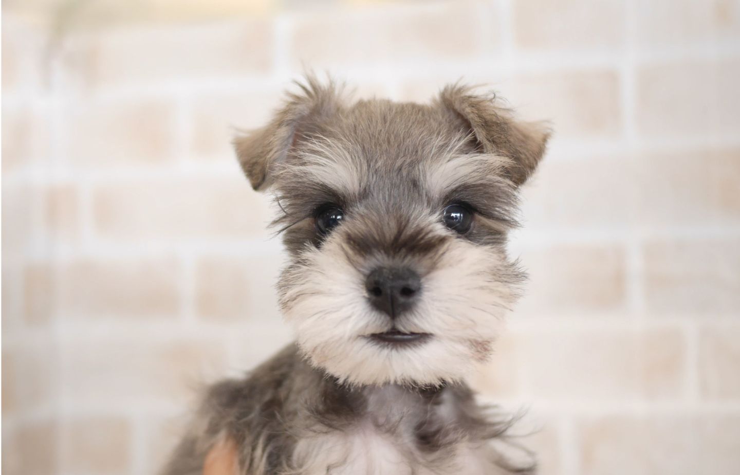 シュナウザーの子犬