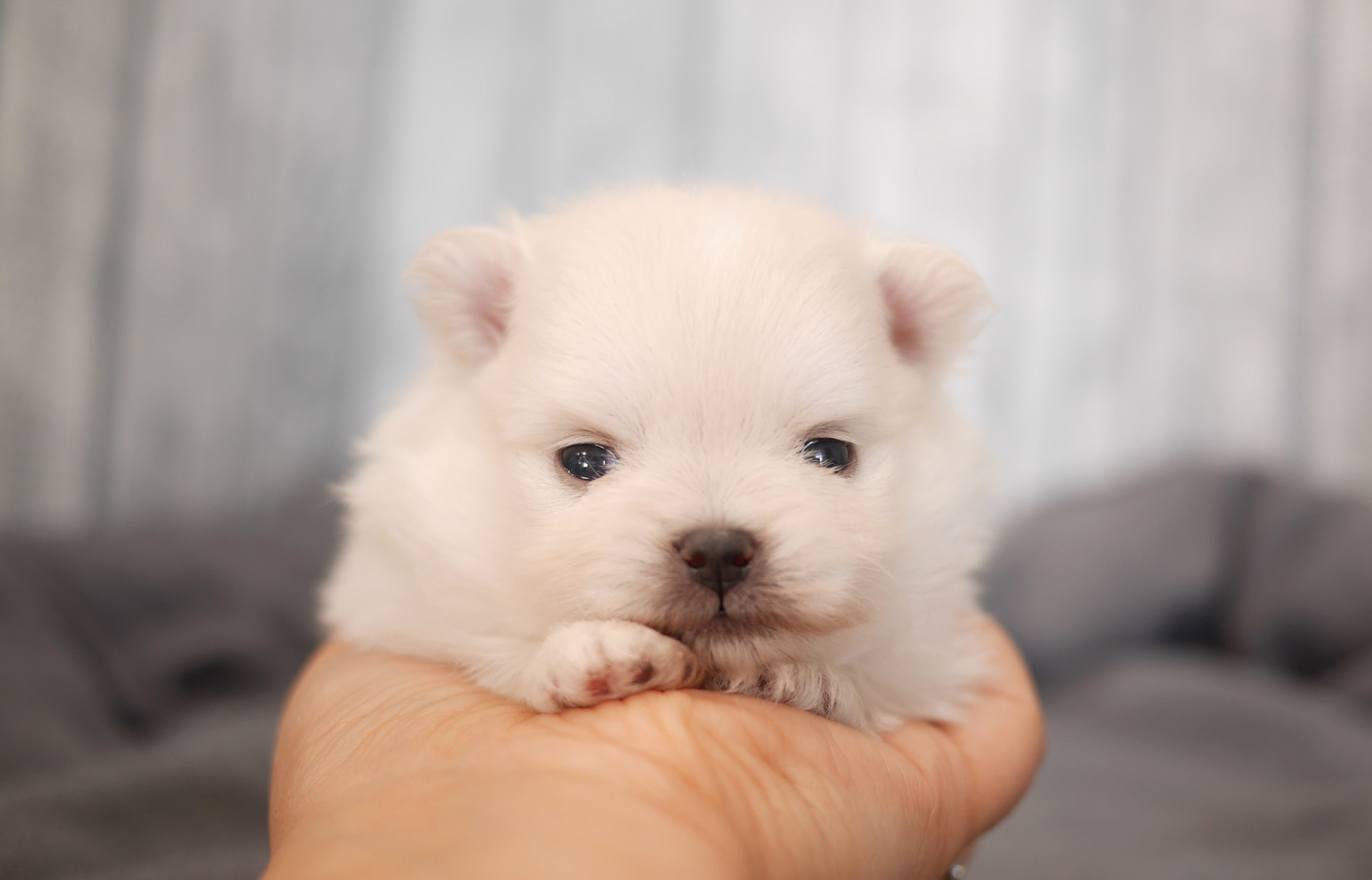 ポメラニアンの子犬