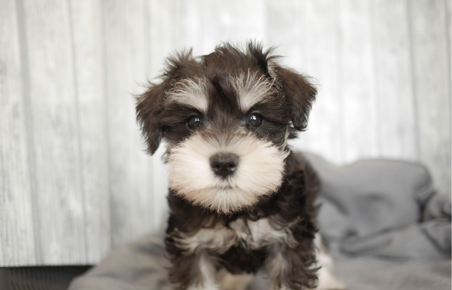 シュナウザーの子犬