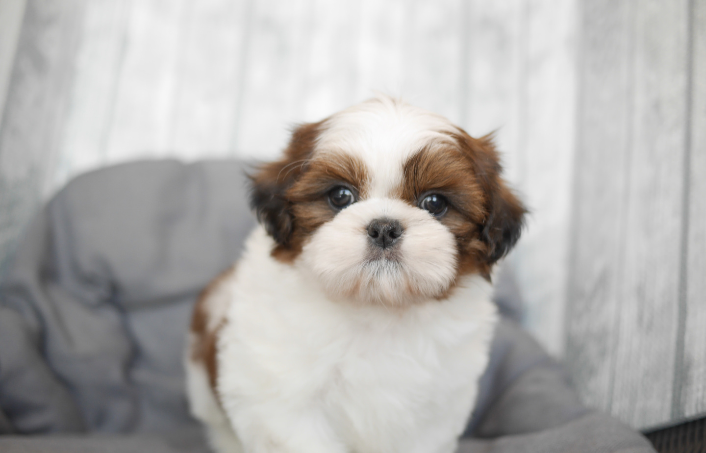 シーズーの子犬