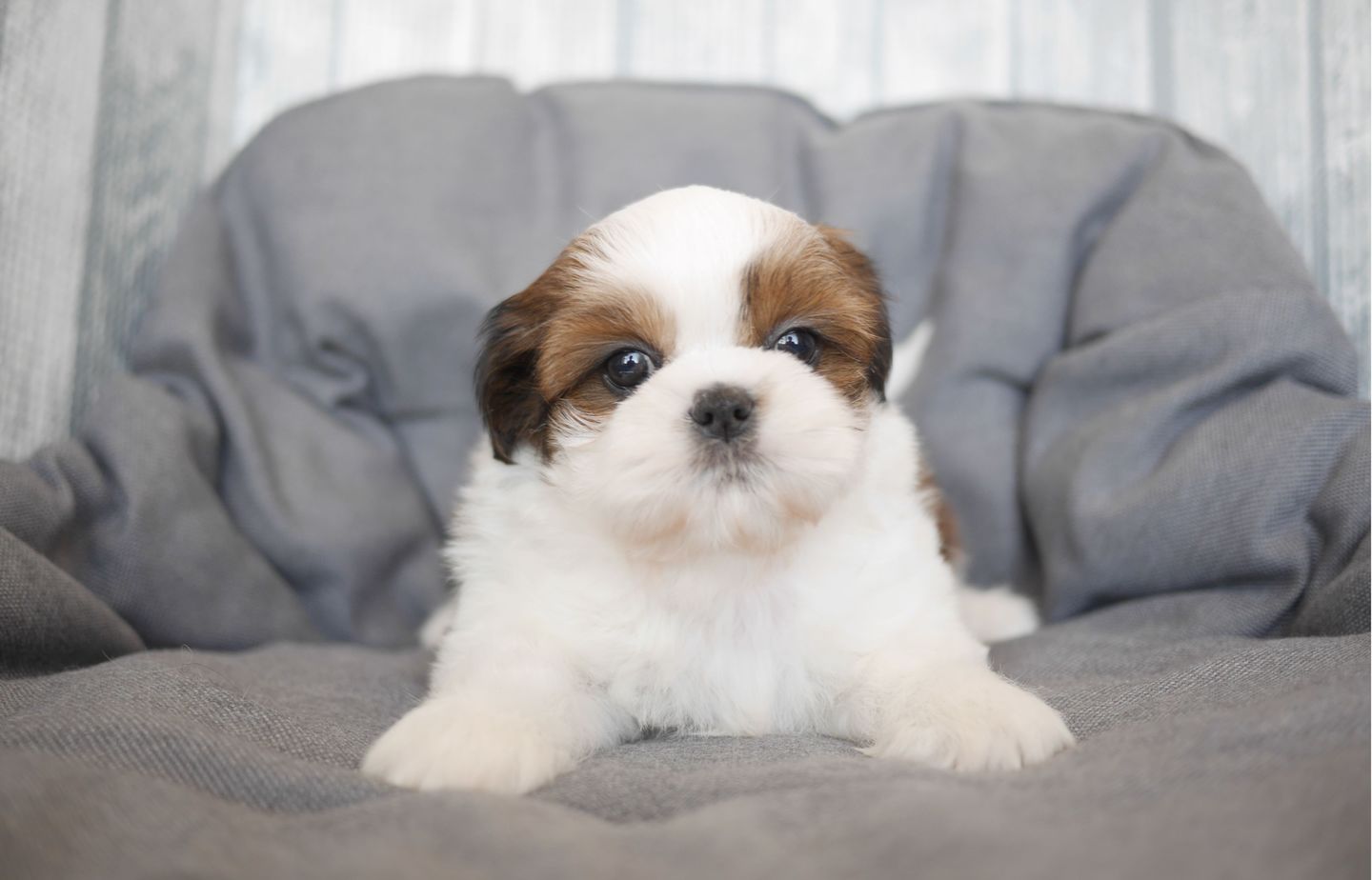 シーズーの子犬