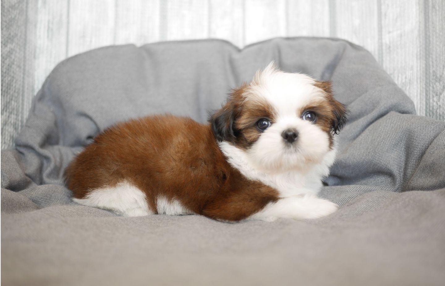 シーズーの子犬