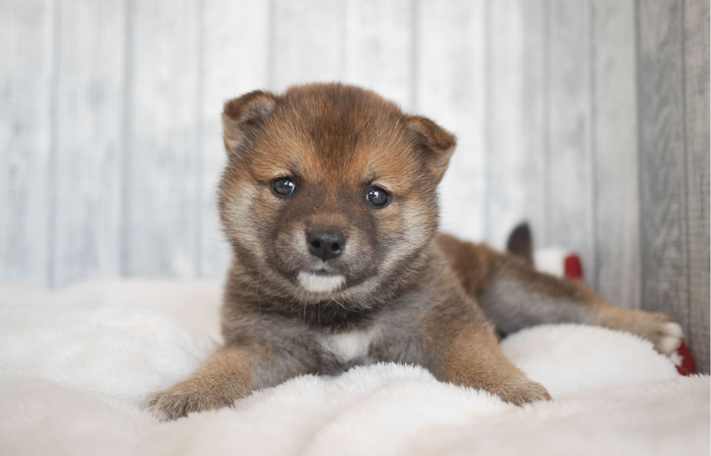 柴犬の子犬