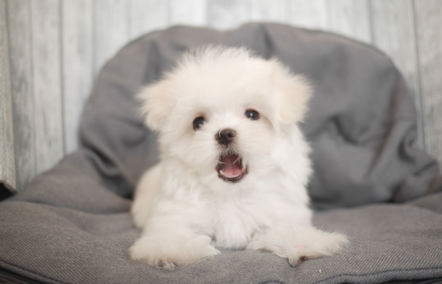 マルチーズの子犬