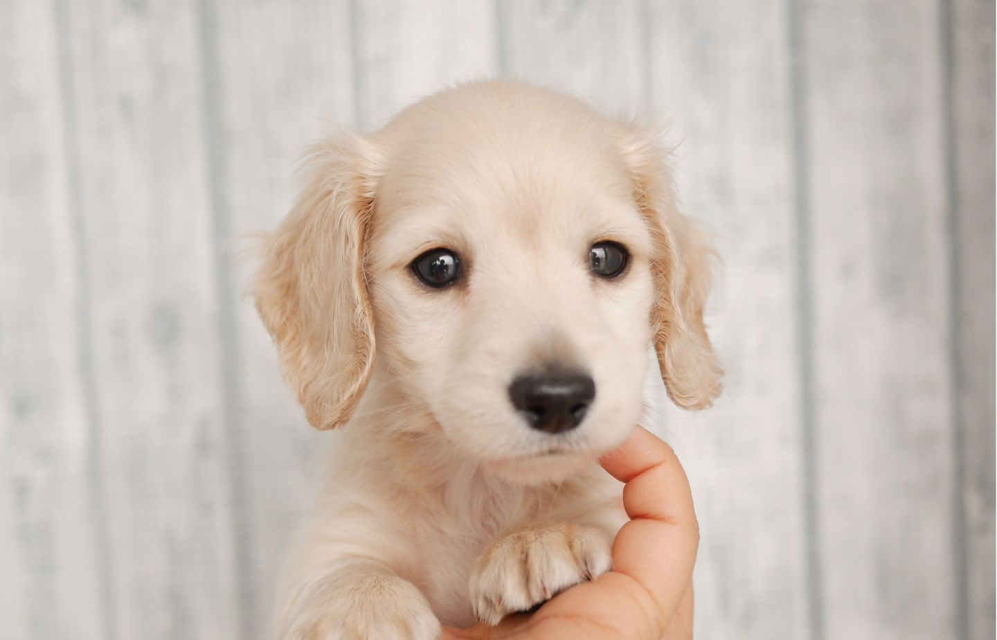 ダックスの子犬