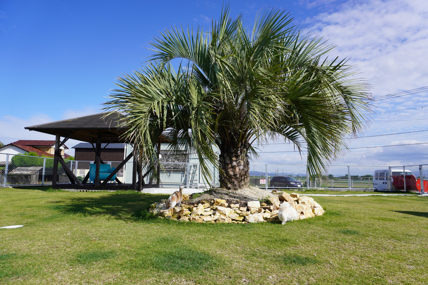 のんびりしている犬