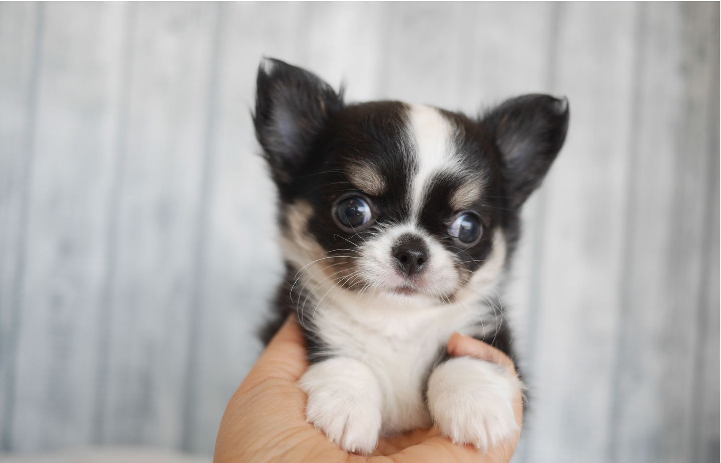 チワワの子犬