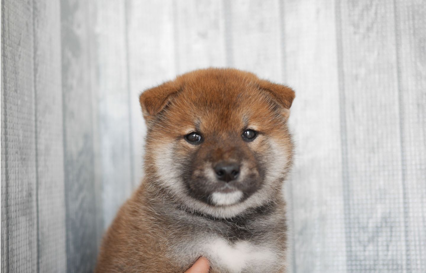 柴犬の子犬