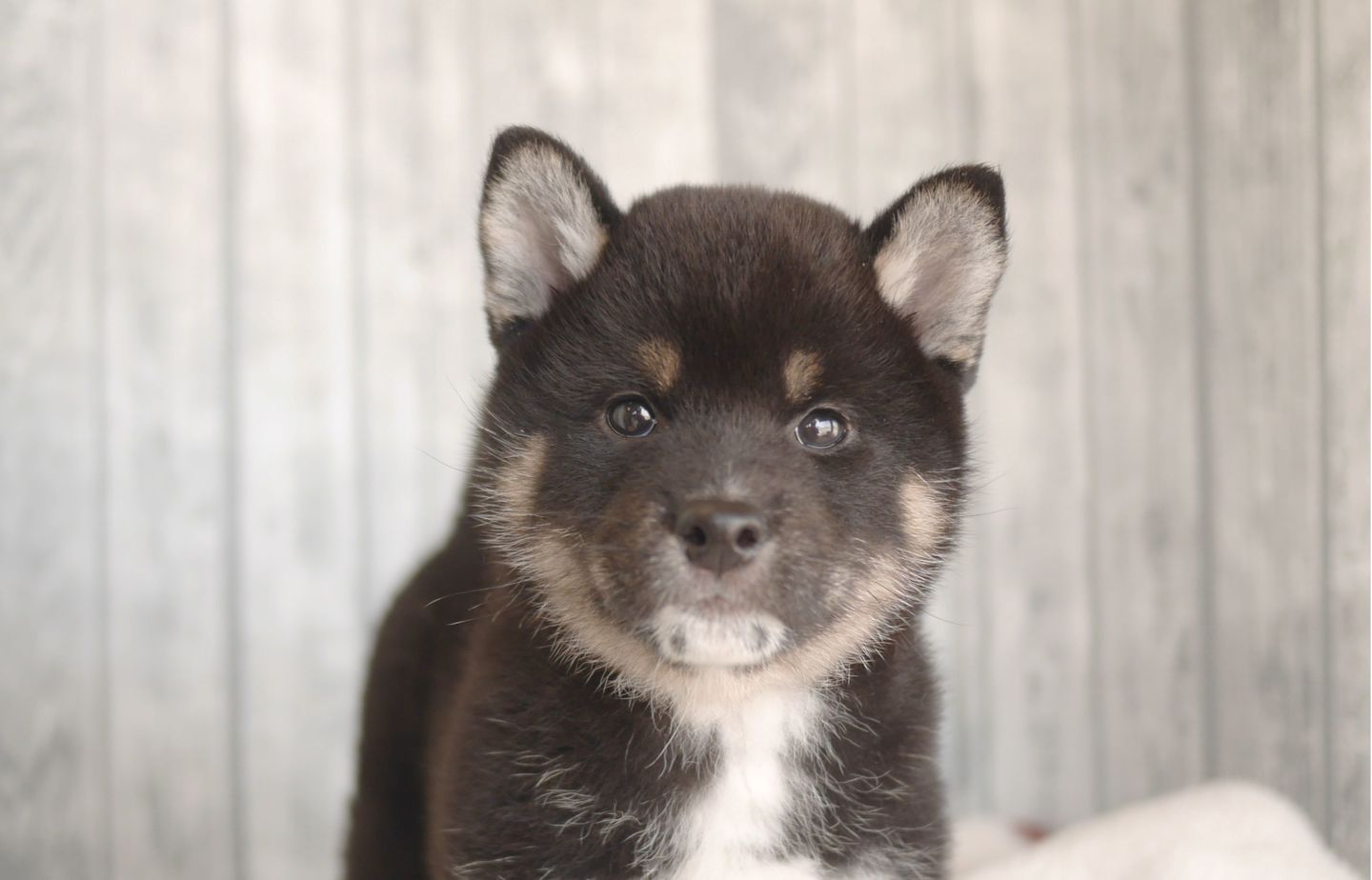 柴犬の子犬