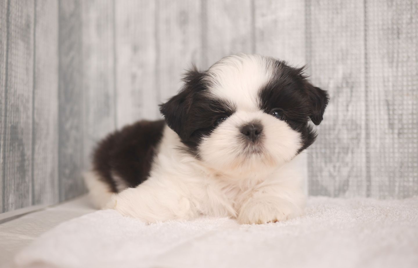 シーズーの子犬