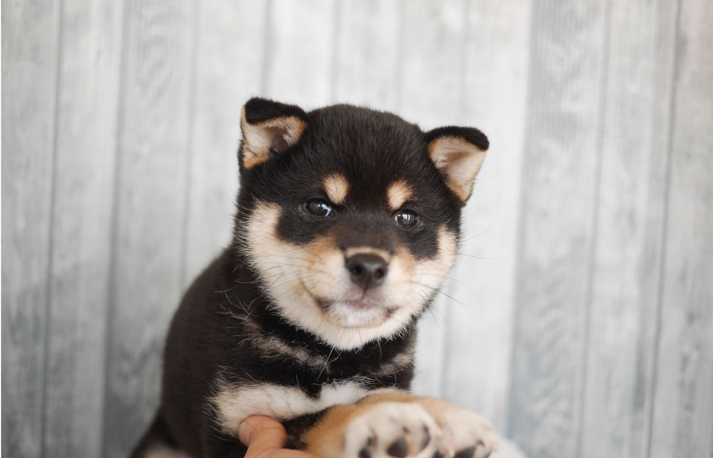 柴犬の子犬