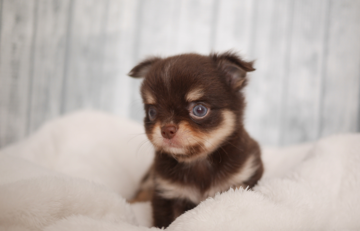 プードルの子犬