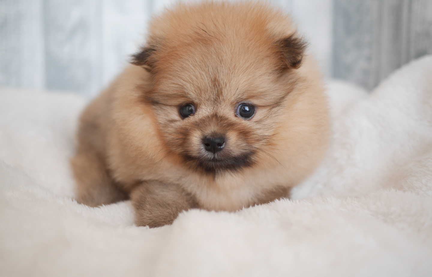 プードルの子犬