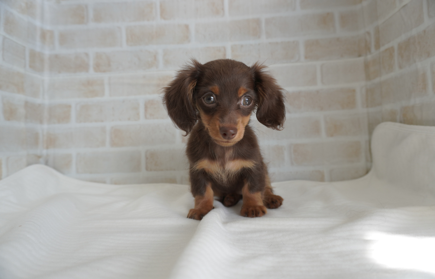 プードルの子犬