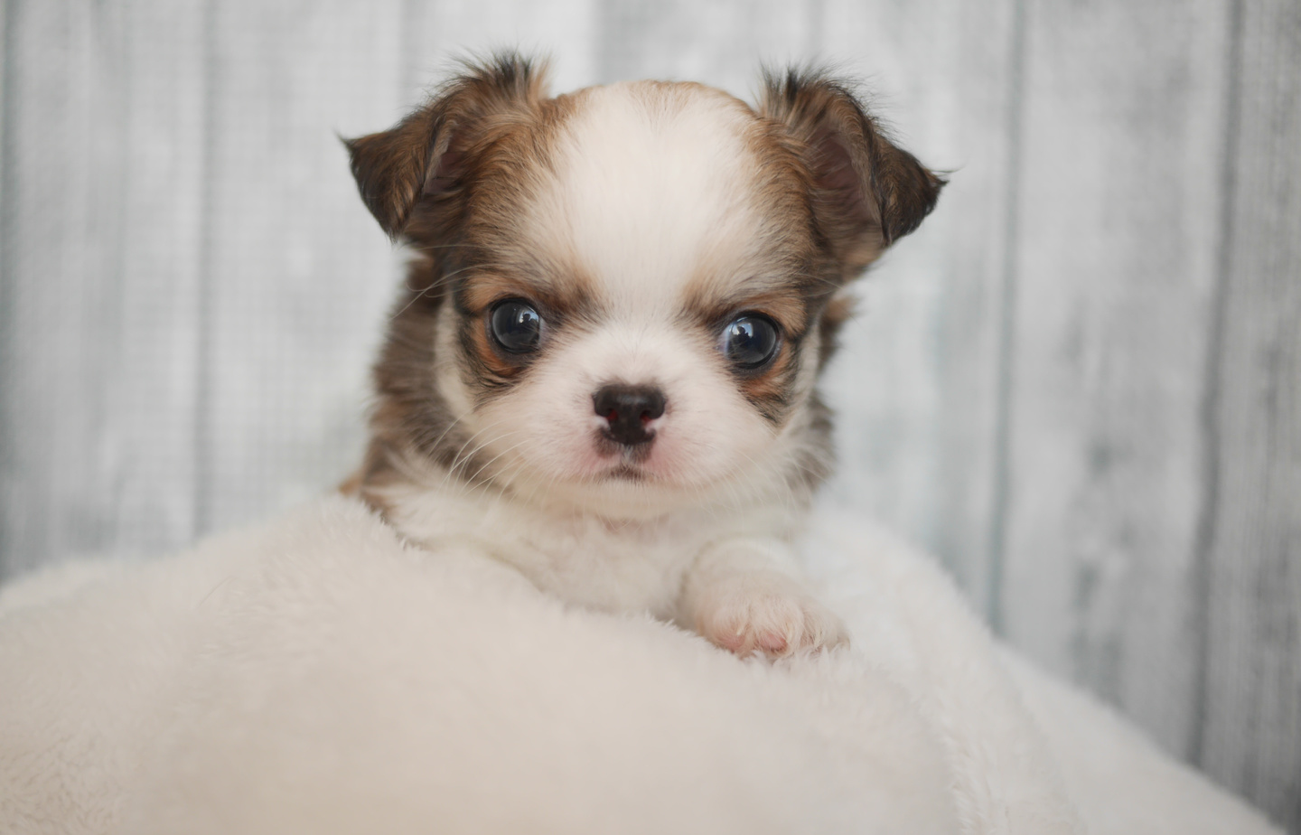 プードルの子犬