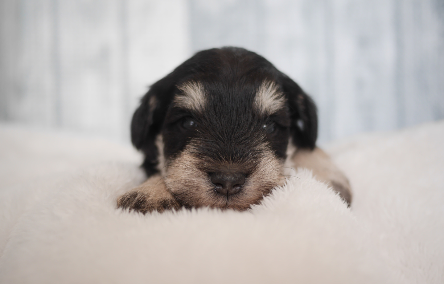 プードルの子犬