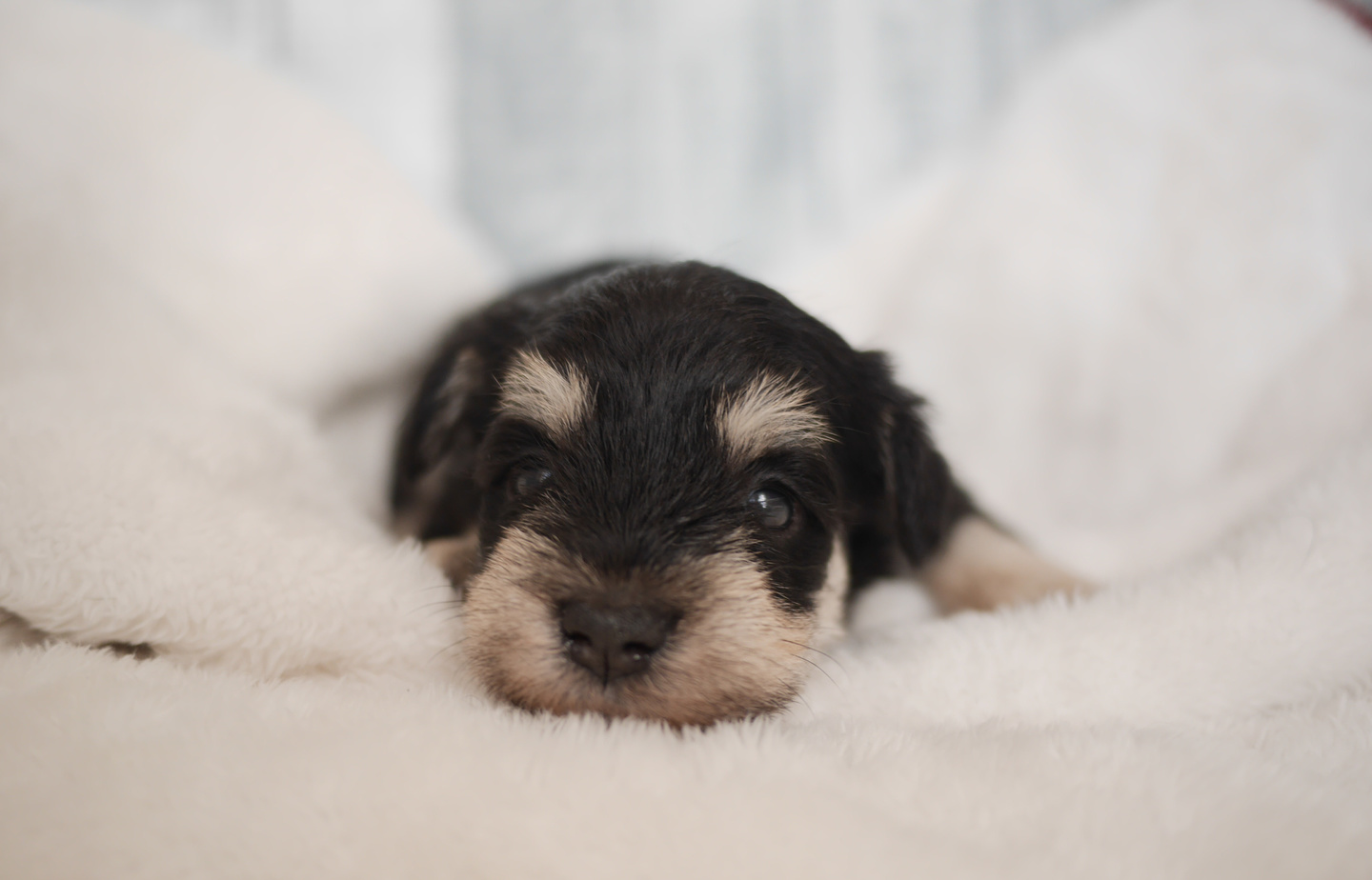 プードルの子犬