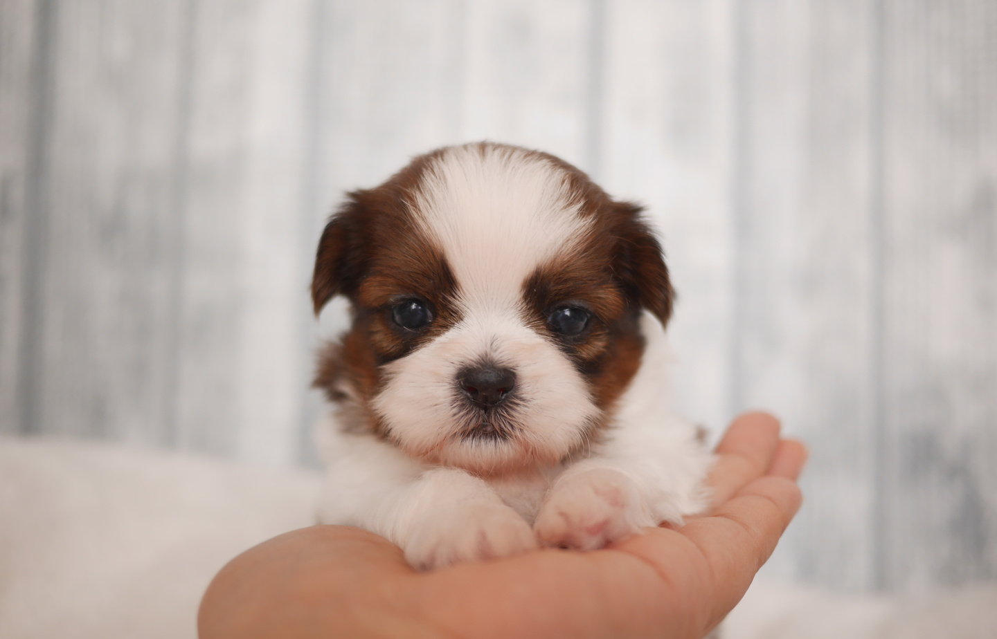 プードルの子犬