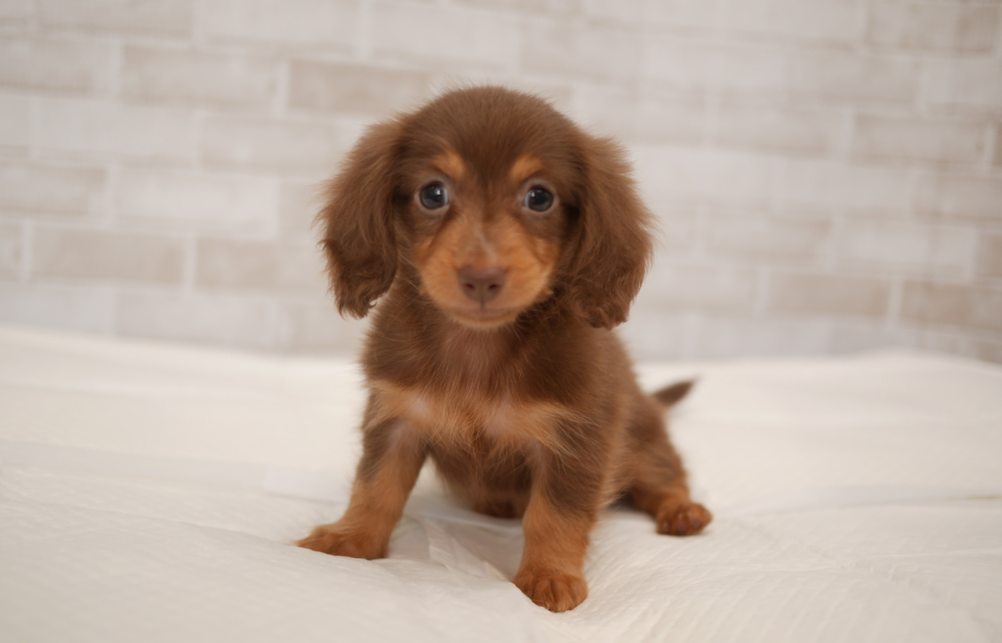 フレンチの子犬