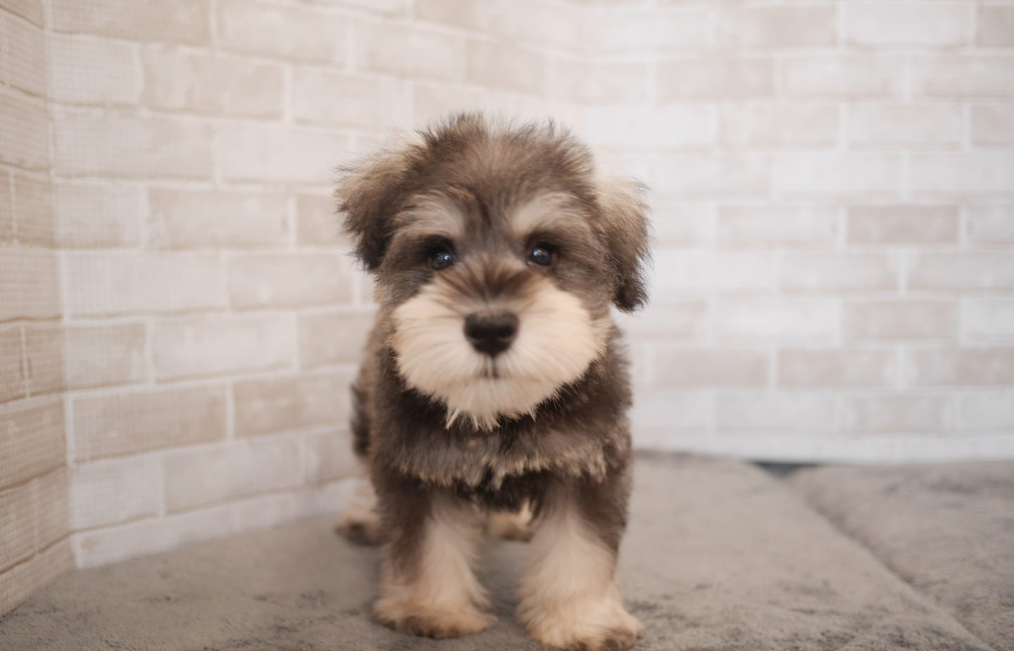 フレンチの子犬