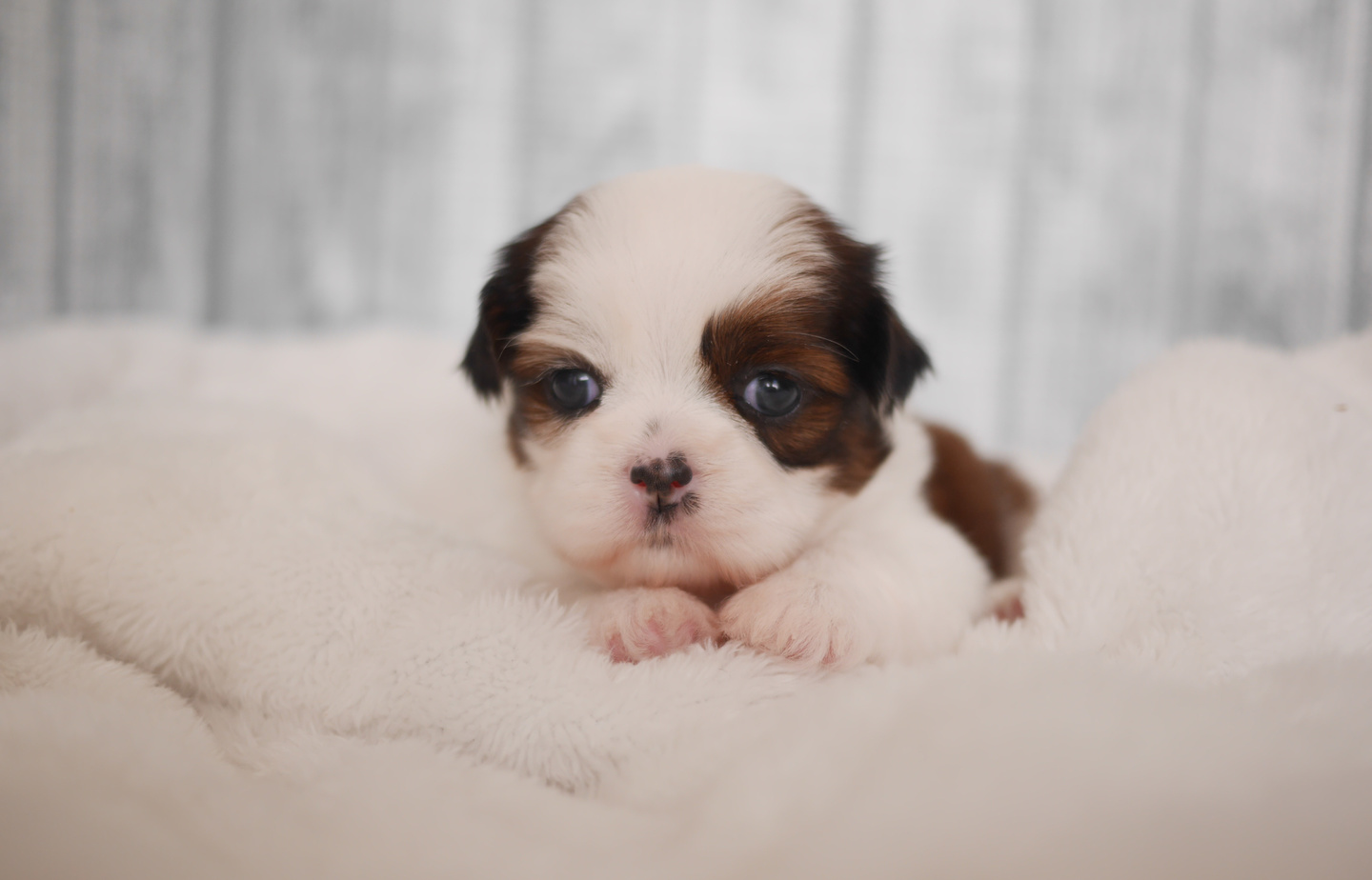 プードルの子犬