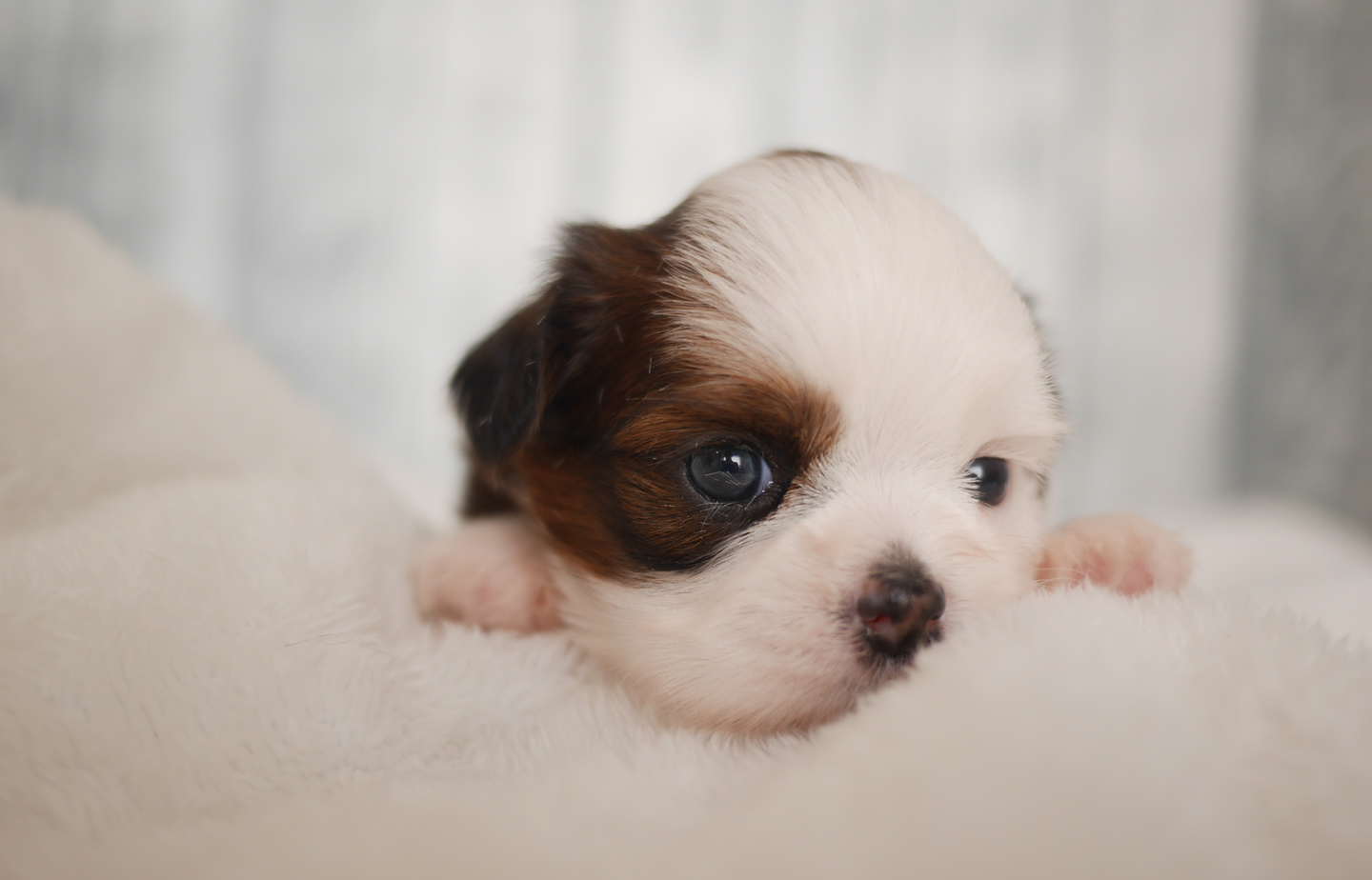 プードルの子犬