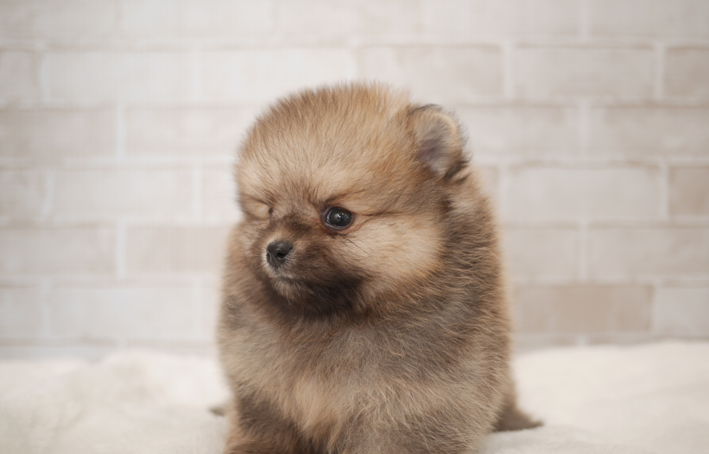 シュナウザーの子犬